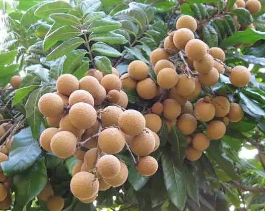 古山二號龍眼 揭東桂嶺鎮(zhèn)的甜蜜傳奇